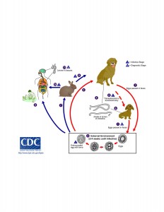 Toxocara canis